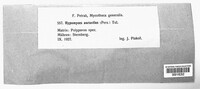Hypomyces aurantius image